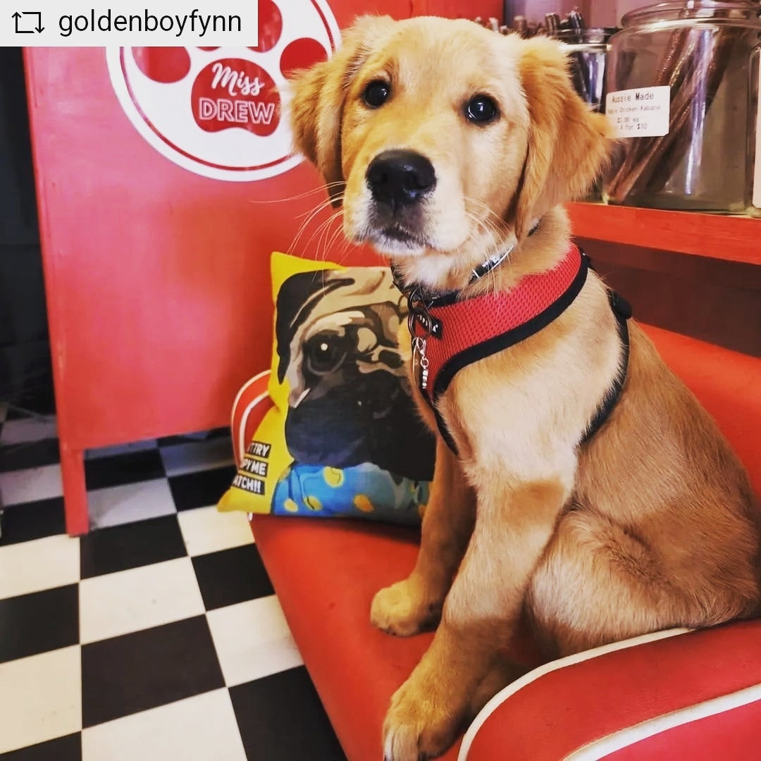 Dog Café in Melbourne Miss Drew’s Bakery & Dog Café