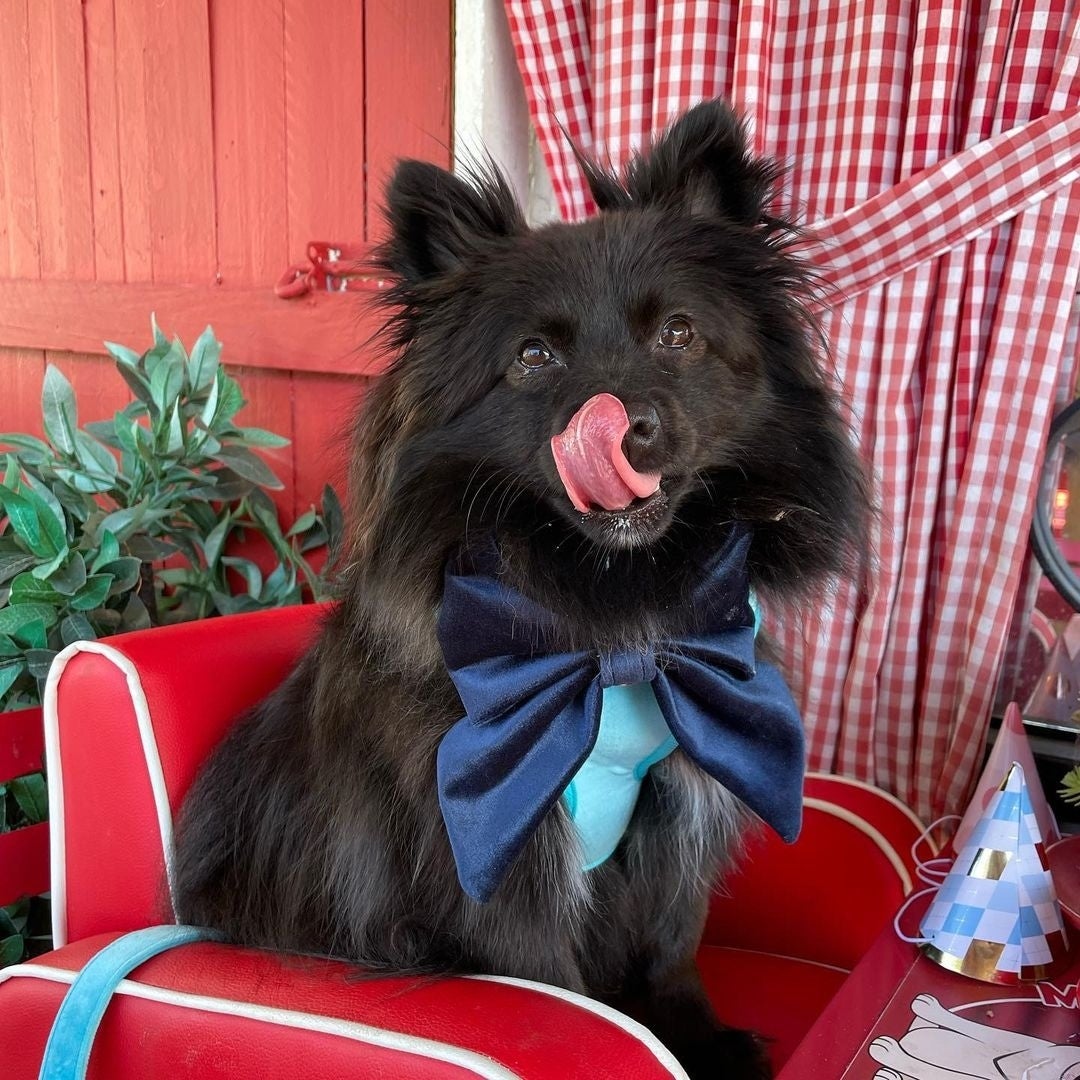 Dog Café in Melbourne Miss Drew’s Bakery & Dog Café