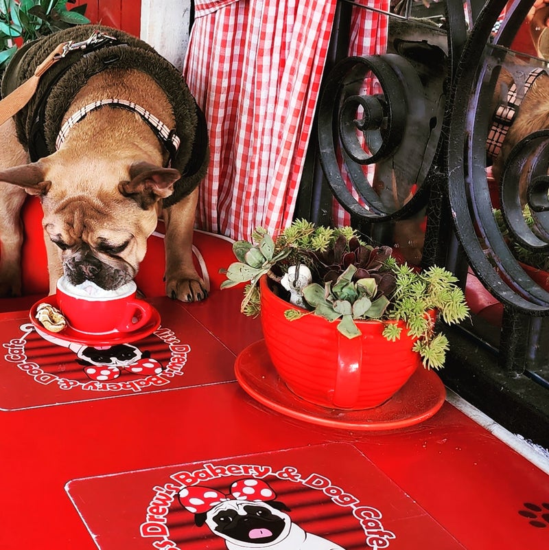 Dog Café in Melbourne Miss Drew’s Bakery & Dog Café